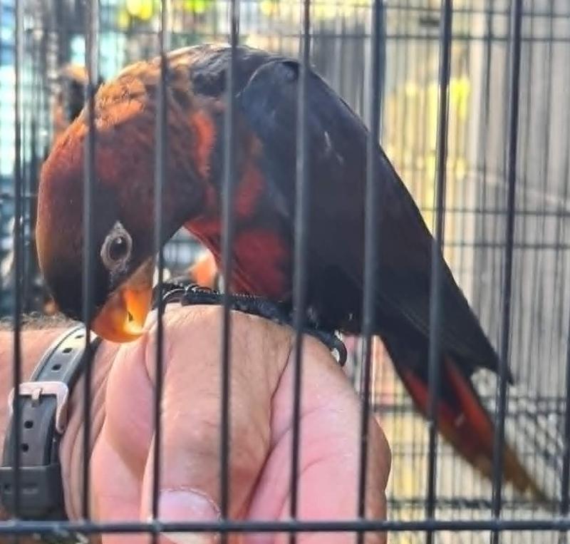 hand reared dusky Lorys