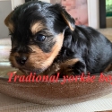 Yorkshire terrier puppy