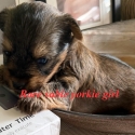 Very rare sable Yorkshire terrier girls