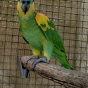 A. a. xanthopteryx (Yellow-winged Amazon)