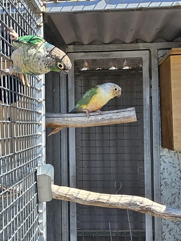 Green Cheek conures and budgies
