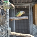 Green Cheek conures and budgies