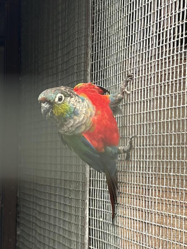 Crimson Belly Male 3yr $150 + 7 young in nest