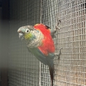 Crimson Belly Male 3yr $150 + 7 young in nest