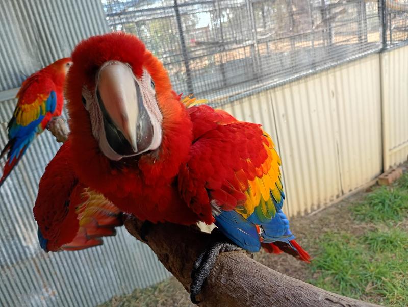 SCARLET MACAWS- Hand Reared