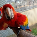 SCARLET MACAWS- Hand Reared