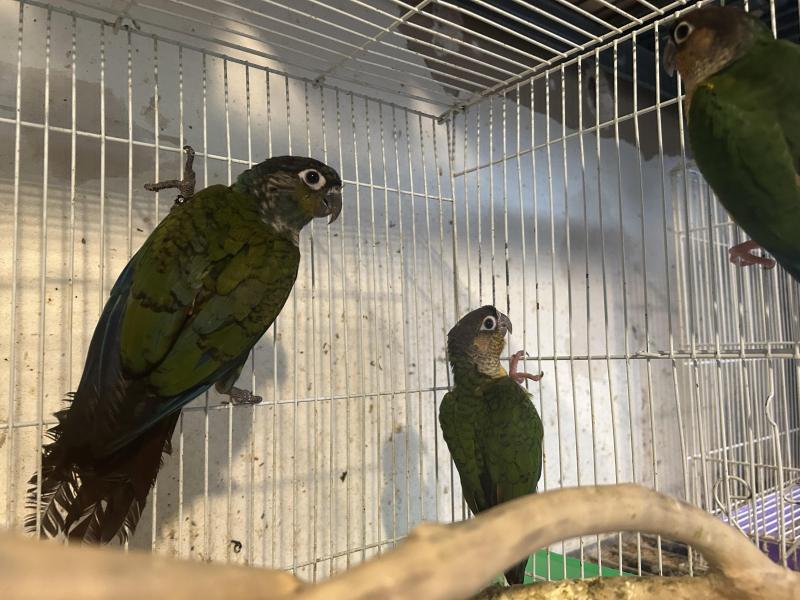 Handraised & aviary birds