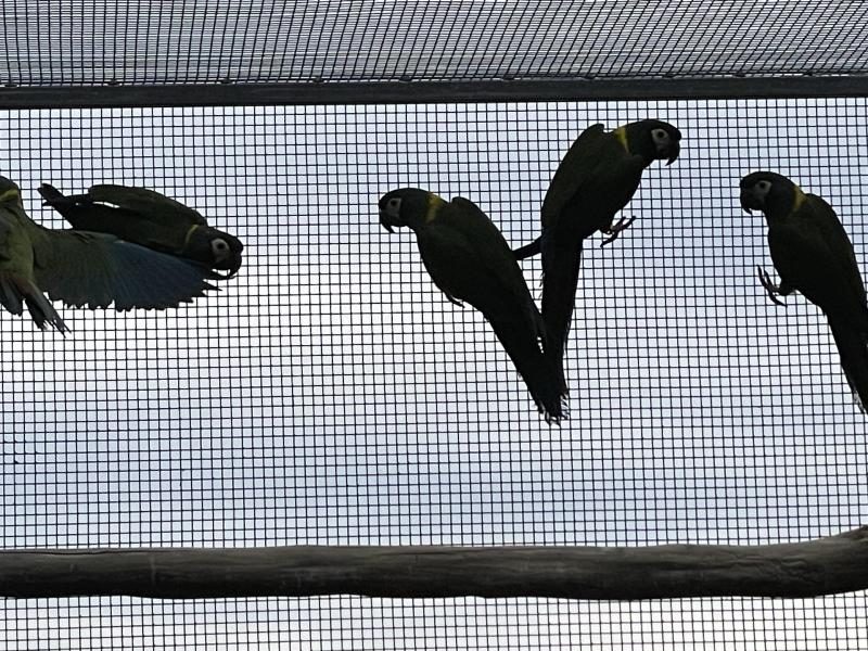 Yellow collared macaw pair