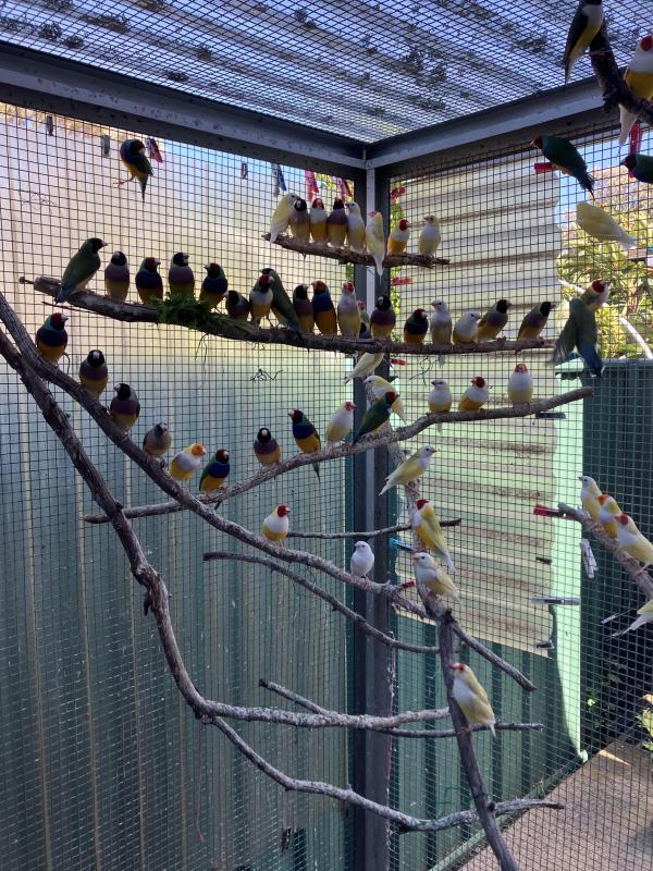Australian Yellow Gouldians