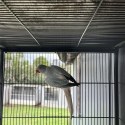 2025 dna blue OP/CT Indian ringneck hen