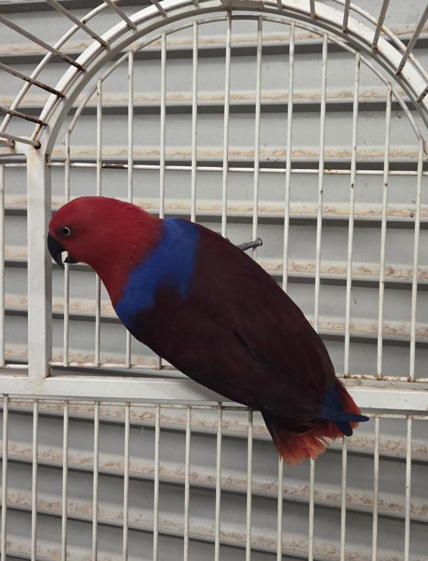 Eclectus parrot