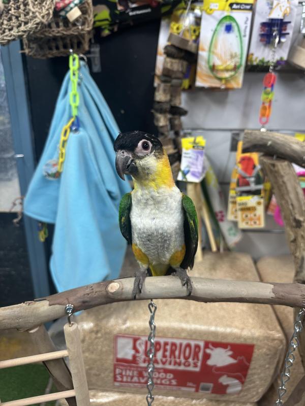 Handraised black headed caiques males and females available