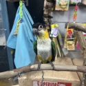 Handraised black headed caiques males and females available