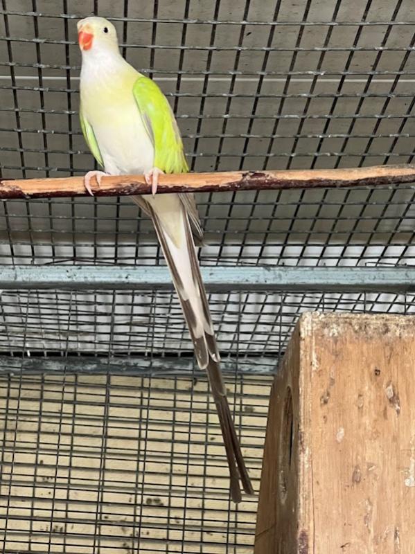 - -CINNAMON  PAR BLU PRINCESS PARROT -