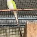 - -CINNAMON  PAR BLU PRINCESS PARROT -
