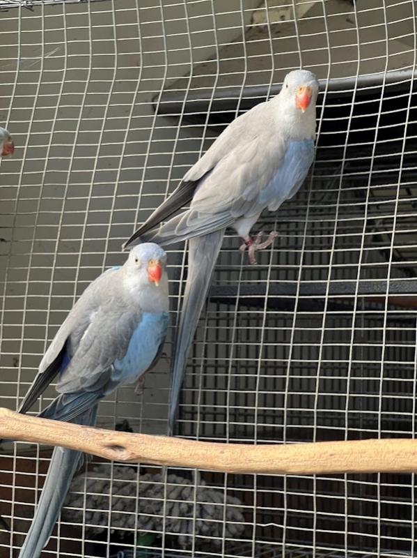 -    PRINCESS PARROT MUTATIONS     -