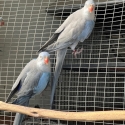 -    PRINCESS PARROT MUTATIONS     -