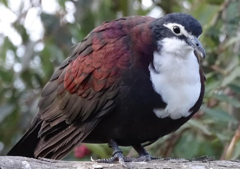 New Guinea white breasted ground doves