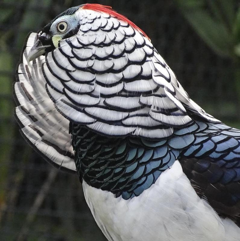 Lady Amherst pheasants, pure strain