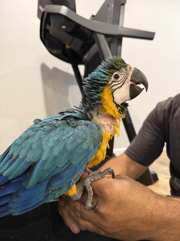 Hand Raised Blue and Gold Macaw