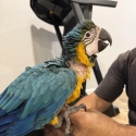 Hand Raised Blue and Gold Macaw