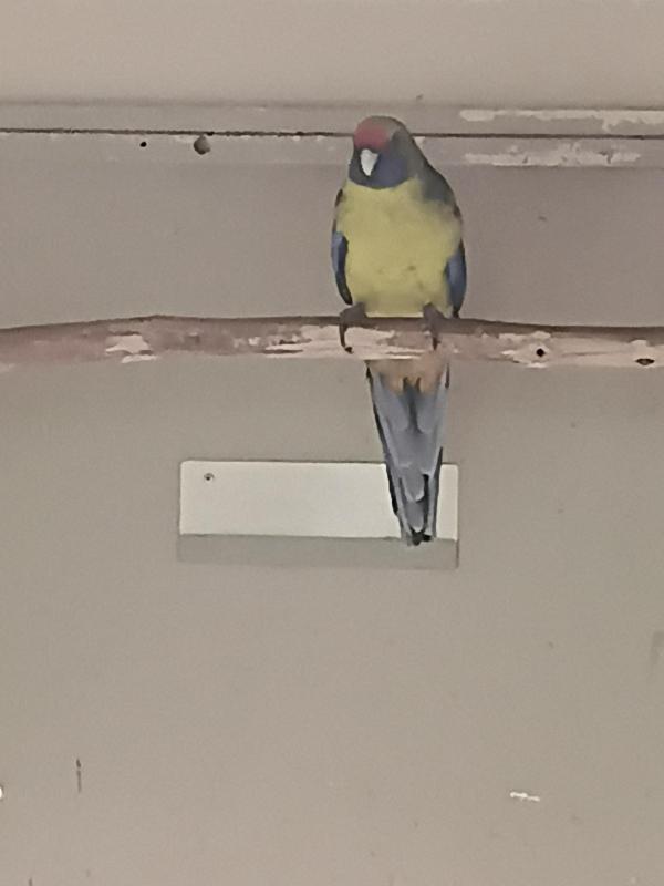 Tassie Green Rosella cock