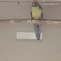 Tassie Green Rosella cock