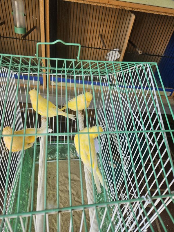 Canary hens