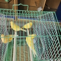 Canary hens