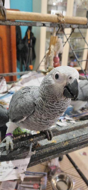 African Greys (2 sold)