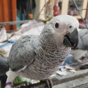African Greys (2 sold)