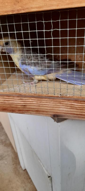 CINNAMON TORQUISE CRIMSON ROSELLA HEN