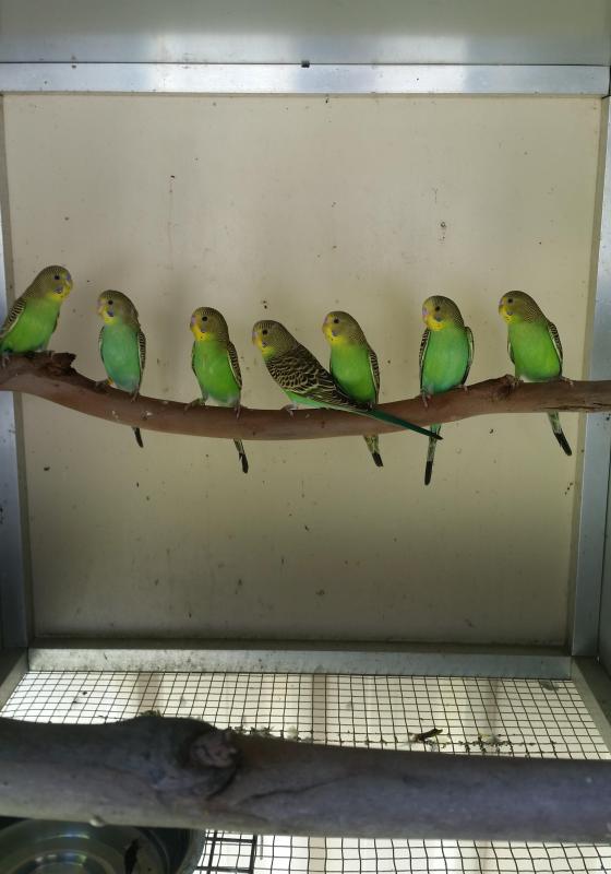 Pure Normal Bush Budgies