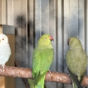 Young Indian Ringnecks