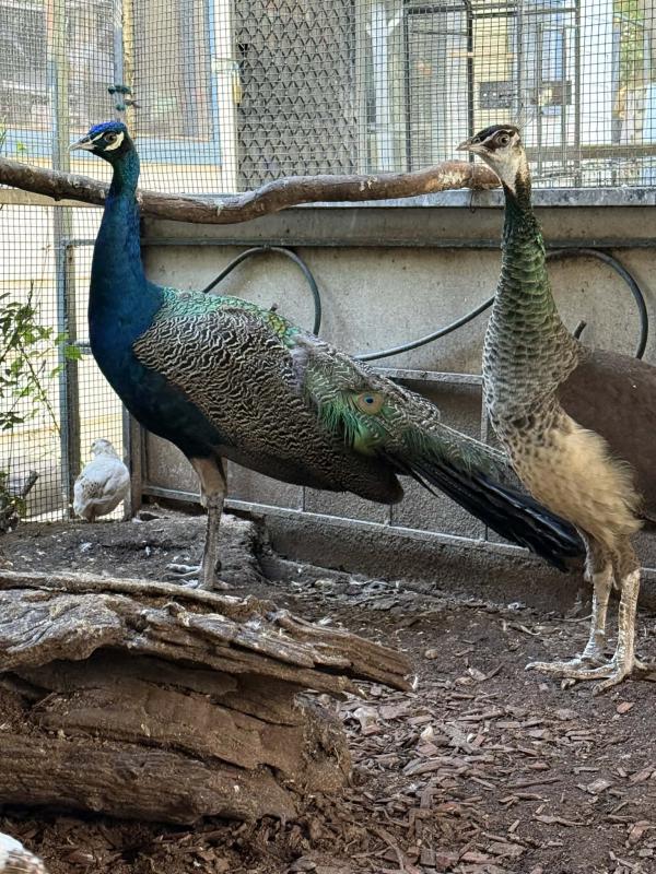 Peacock pair 2 years old