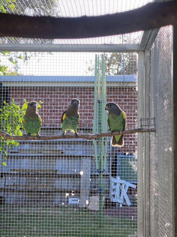 2025 Meyers parrots