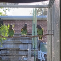 2025 Meyers parrots