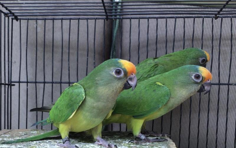 2025 peach fronted conures