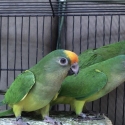 2025 peach fronted conures