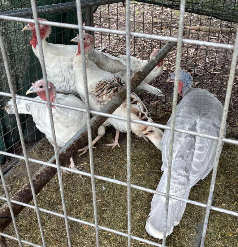 Turkeys in pairs free range