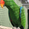 Eclectus Breeding Pair