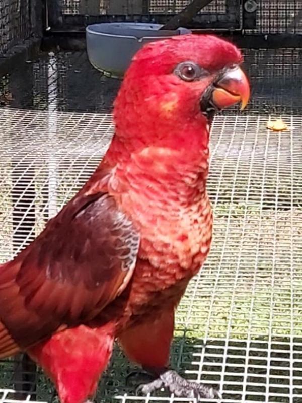 Cardinal Lories SOLD thanks Robert