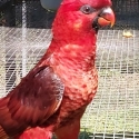 Cardinal Lories SOLD thanks Robert