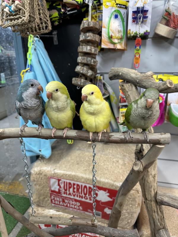 Handraised Quakers all different colours available ! Males and females available