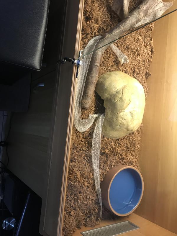 Childrens python and enclosure 4ft
