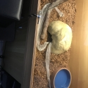 Childrens python and enclosure 4ft