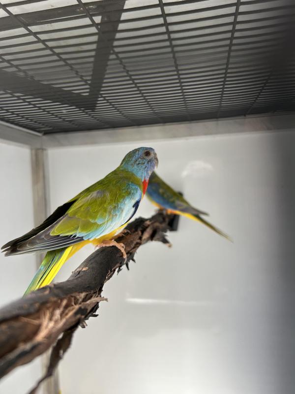 Scarlet chested parrot mutations