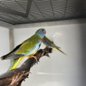 Scarlet chested parrot mutations