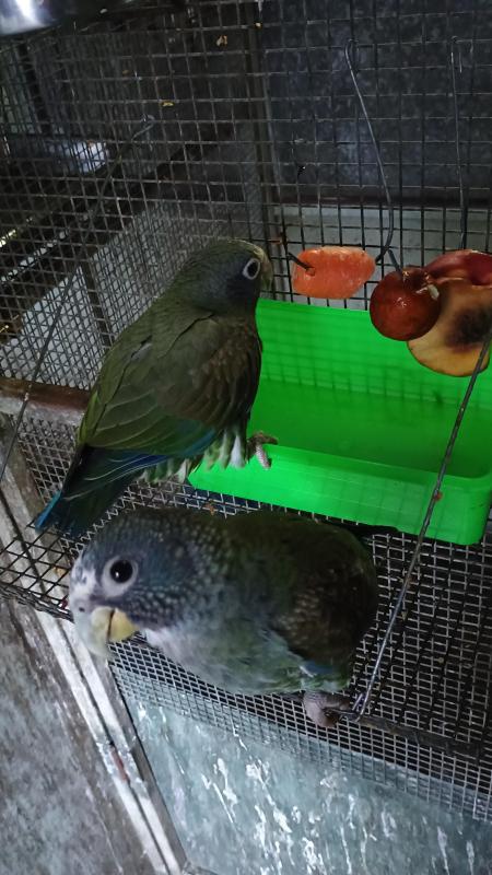 White Cap pionus young and their parents for sale