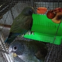 White Cap pionus young and their parents for sale